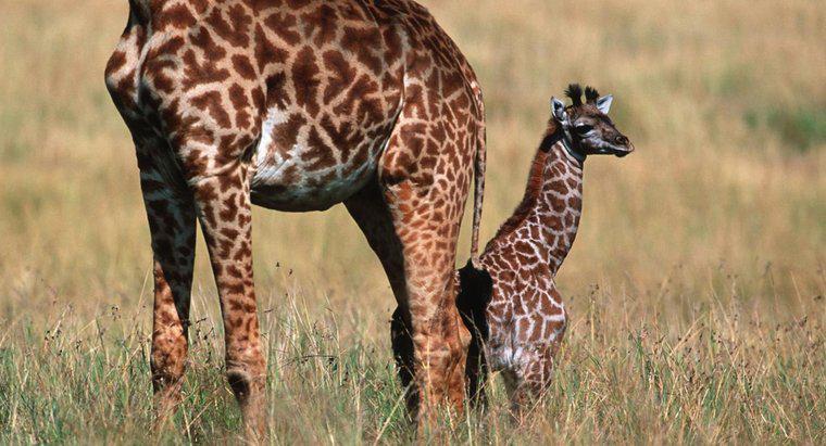 Care sunt girafele pentru copii numite?