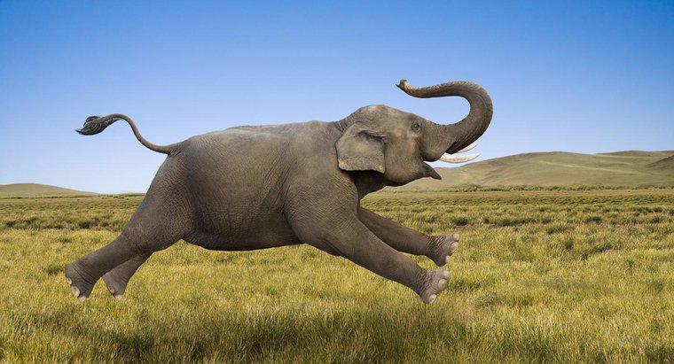 Cât de repede poate alerga un elefant?