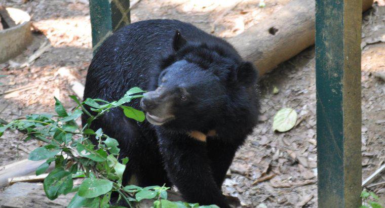 Cât durează un urs negru?