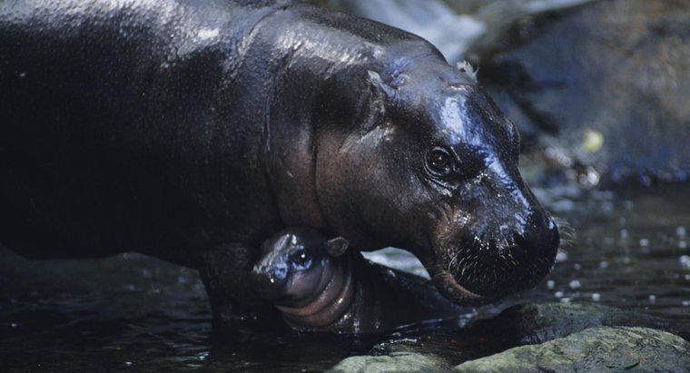 Care sunt adaptările unui hipopotam?