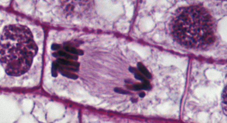 Cum se misca cromozomii in timpul mitozei?