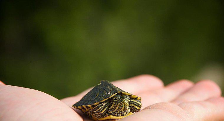 Care este cel mai mic tip de broască țestoasă?