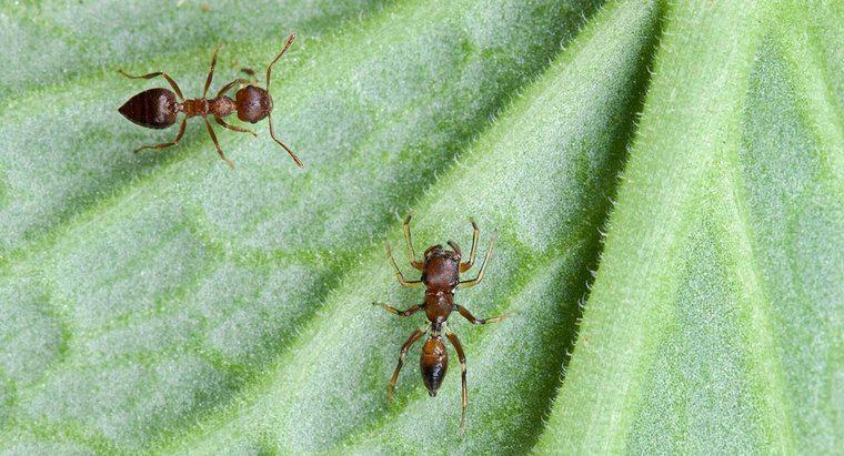 Are cornstarch Kill Ants?