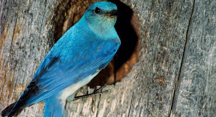 Ce simbolizează Bluebird?