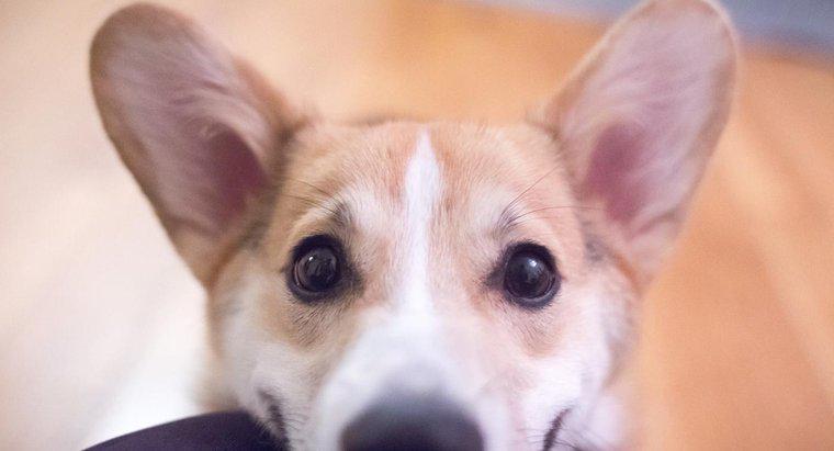 Care sunt problemele obișnuite cu urechile câinilor?