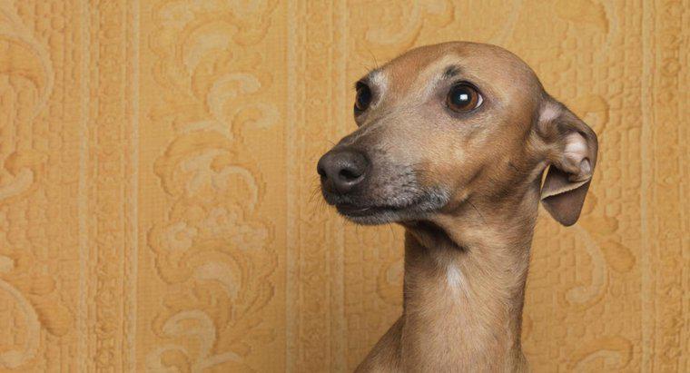 De ce câinii își pun urechile înapoi?