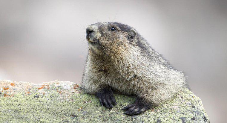 Cum prindem un Groundhog?