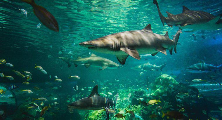 Cum își adaptează rechinii la mediul lor?