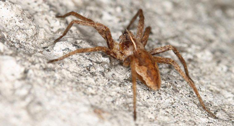 Unde puteți găsi resurse și fotografii pentru a identifica păianjenul răzvrătit maro?
