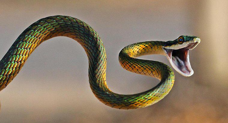 Ce înseamnă un vis de mușcătoare de șarpe?