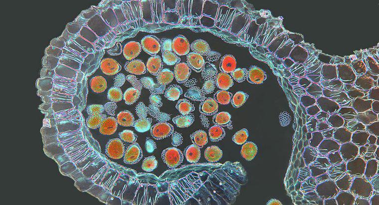 Ce tip de celule se află sub meiozei?