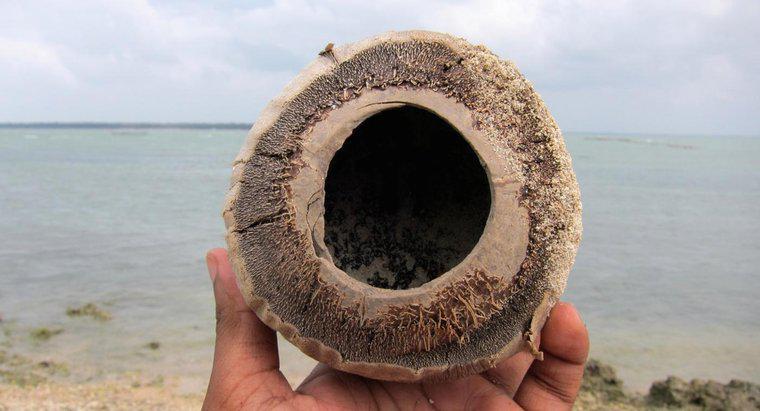 Ce este fibra de nucă de cocos?