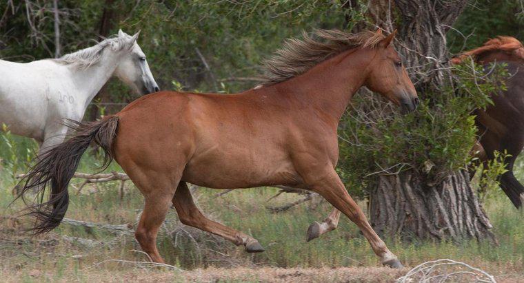 Ce este un habitat al unui cal?