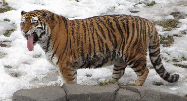 Care sunt asemănările și diferențele dintre tigrul siberian și tigrul din Bengal?