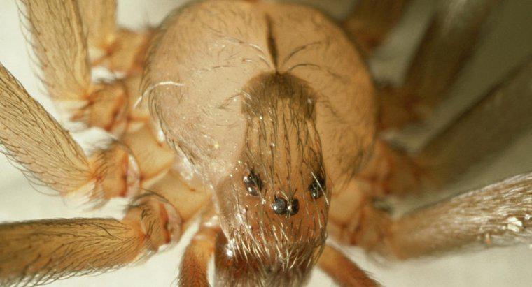 Cum puteți identifica un păianjen răzvrătit?