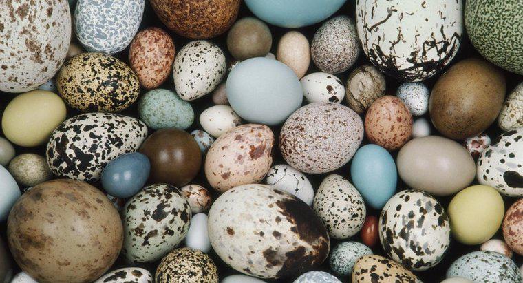 Ce animale leagă ouăle?