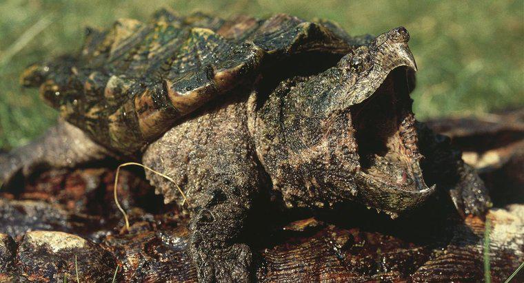 Ceea ce mănâncă țestoasele aligator care alunecă?