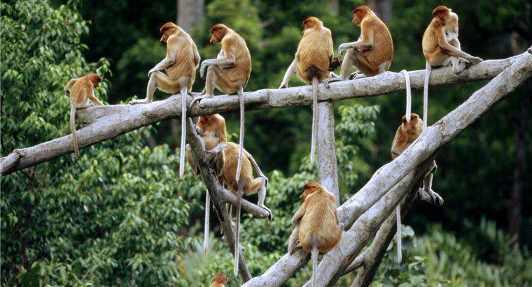 Ce este numit un grup de maimuțe?