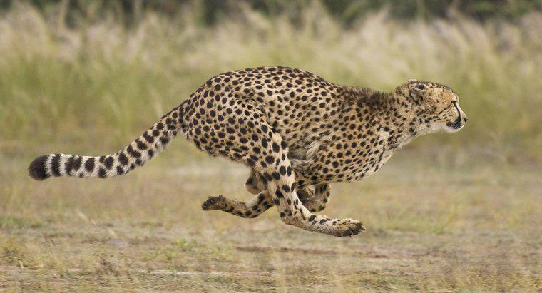 Care sunt tipurile de ghepardi?