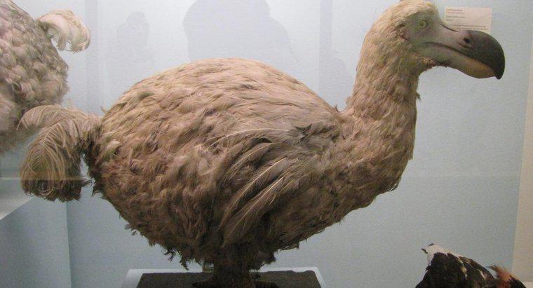 Ce au mâncat păsările Dodo?