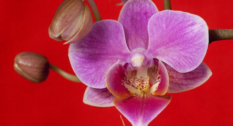 Orhideele sunt otrăvitoare?