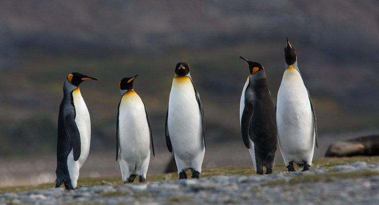 Cum supraviețuiesc pinguinii în Antarctica?