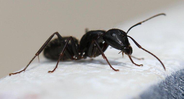 Cum distrugi furnicile de tâmplar?