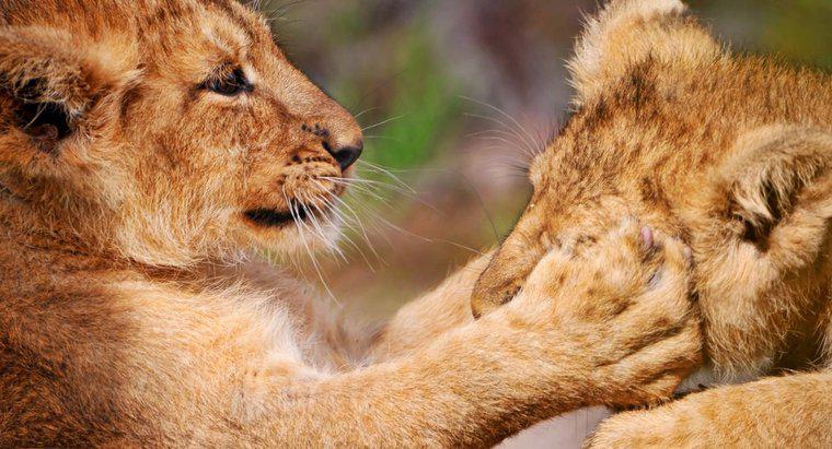De ce leii au prelungiri echipate cu gheare lungi retractabile?