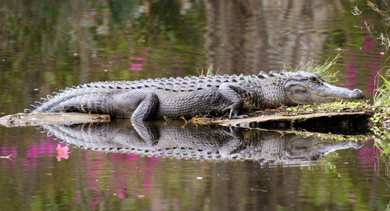 Cât timp poate un aligator să rămână subacvatic?
