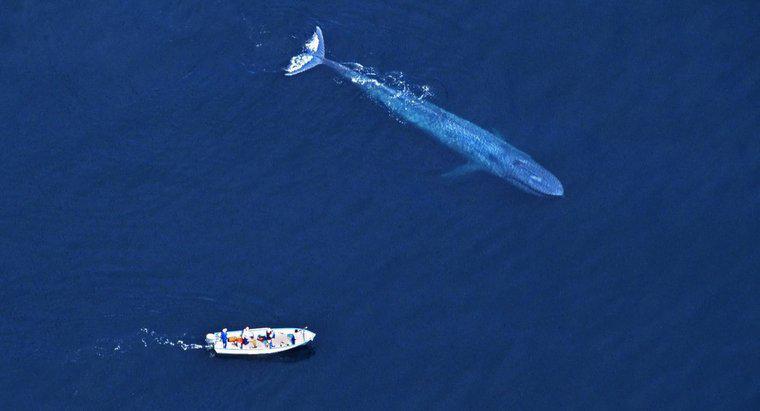 Este balena albastră mai mare decât un dinozaur?