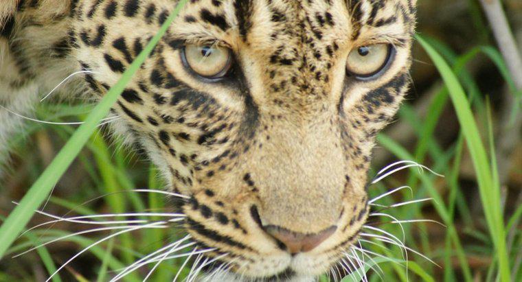 În cazul în care Leopardii trăiesc în Africa?