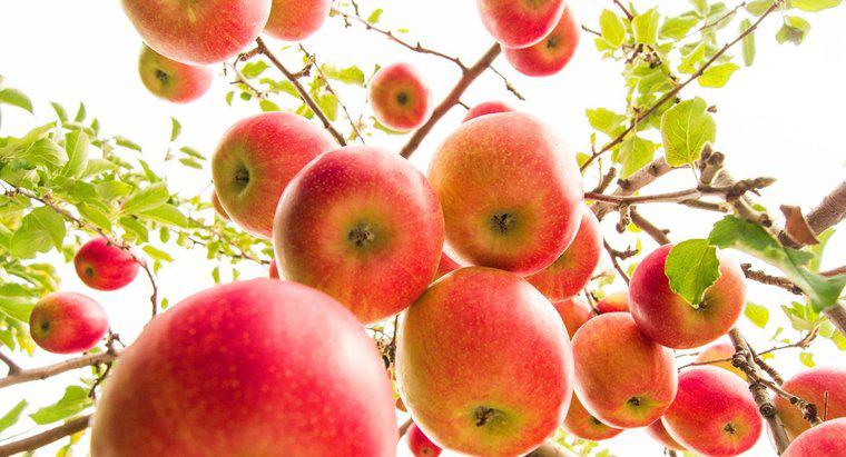 Cât de multe mere produceau copacii de mere?