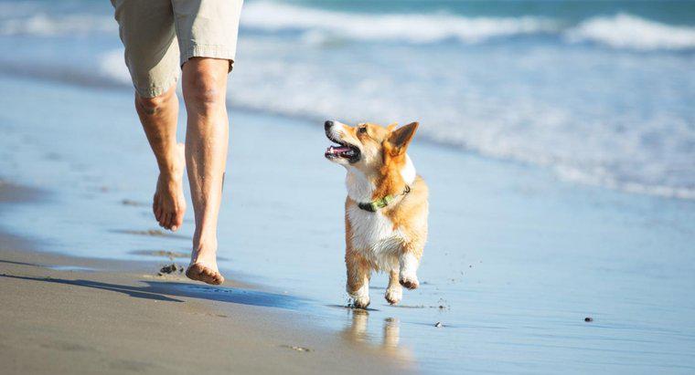 Ce se întâmplă dacă un câine mănâncă nisip?