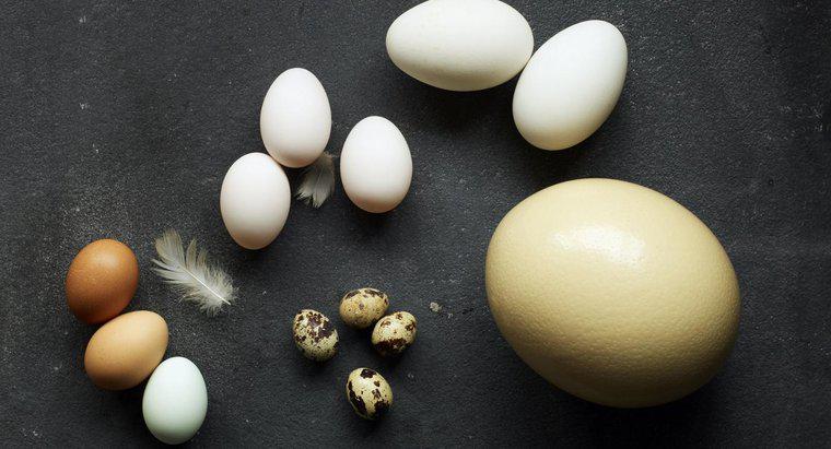 Cât de multe ouă de pui este o ouă de struț echivalent?