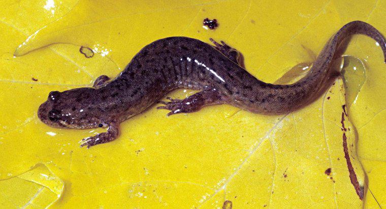Ce este un salamandru dulce?