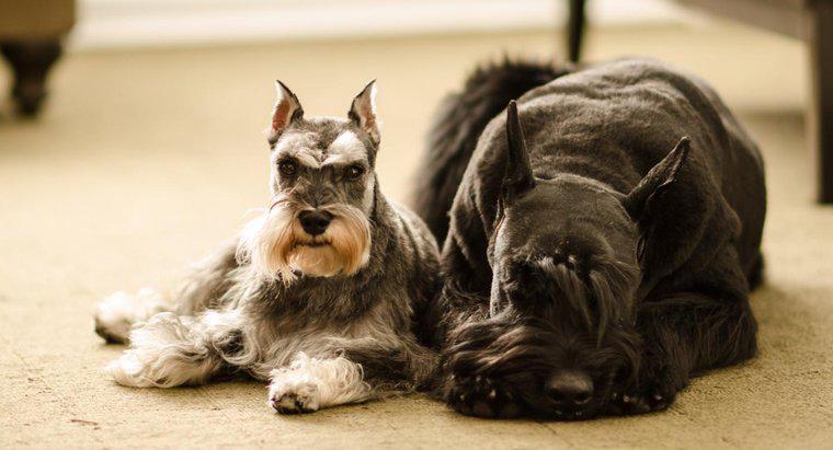 Ce sunt câinii hipoalergenici mari?