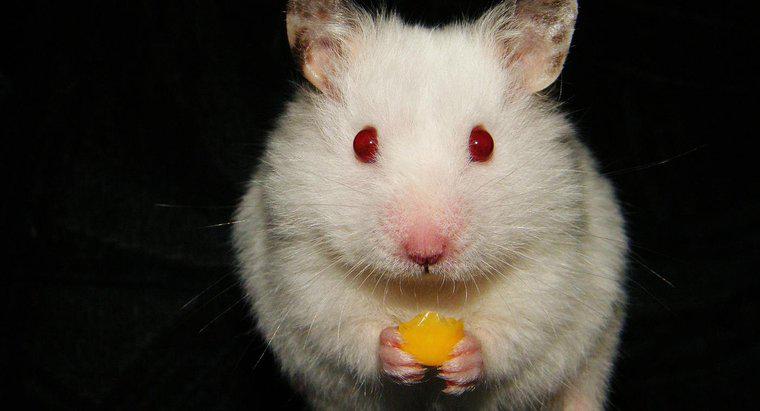 Pot hamsterii să mănânce brânză?