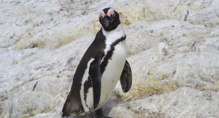 Pinguinii trăiesc la Polul Nord?