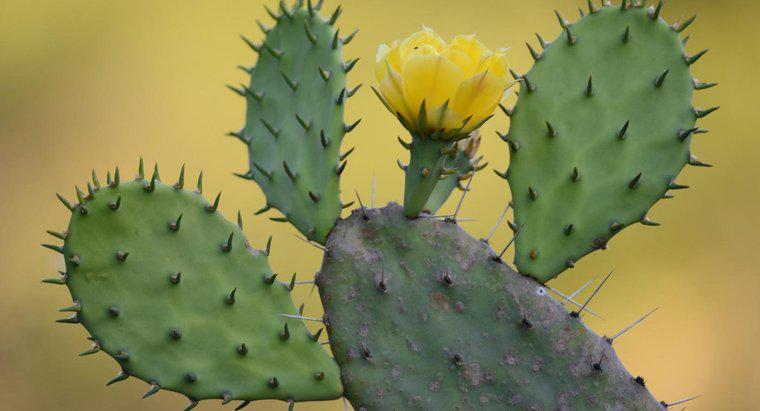 Cum se adaptează Cactusul de Perechioasă Păsărică în viața deșertului?