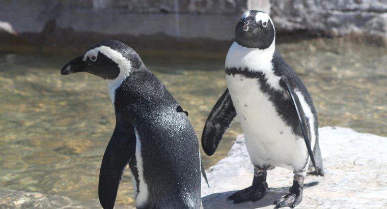 Cât timp poate pinguinii să rămână sub apă?
