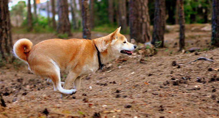 Care este cel mai apropiat câine unui lup?