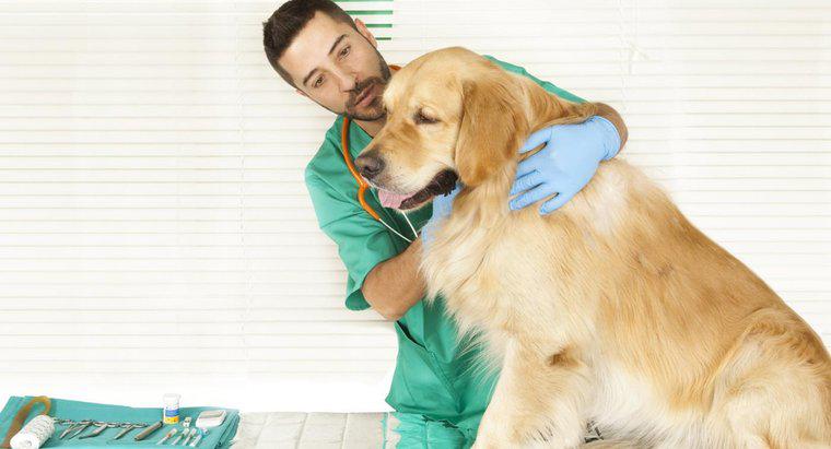 Cât de frecvent câinii au nevoie de vaccinuri în New York?