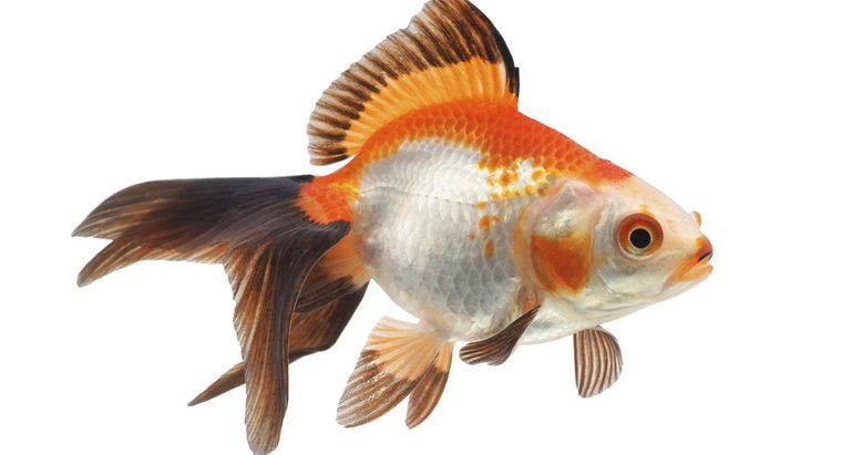 Ce înseamnă atunci când Goldfish devine negru?