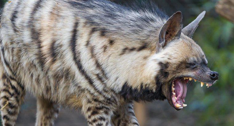 Care este forța muscată a unei Hyena?