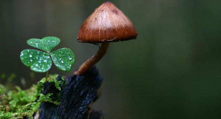 Cum se adaptează ciupercile la mediul lor?