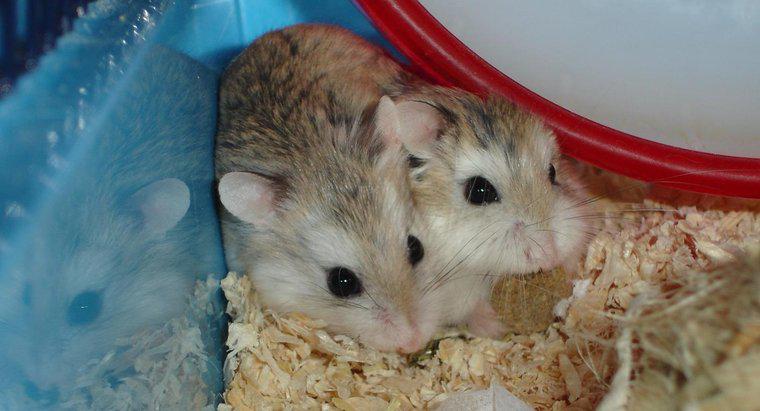 Ce sunt hamsterii pentru copii numiți?