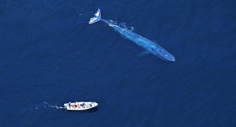 De ce oamenii ucid balene albastre?
