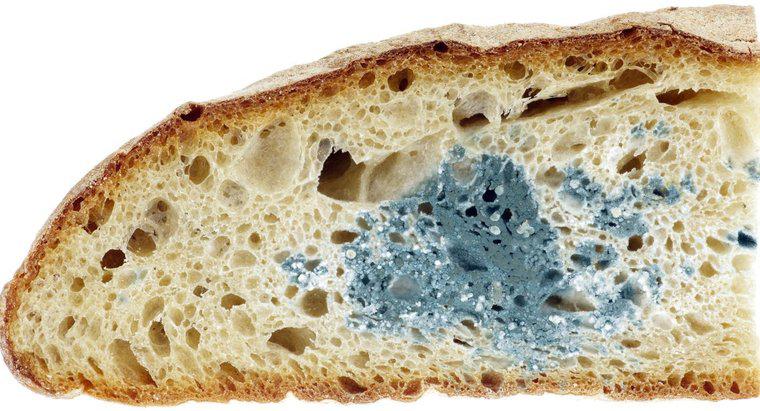 Ce tip de pâine se formează cel mai rapid?