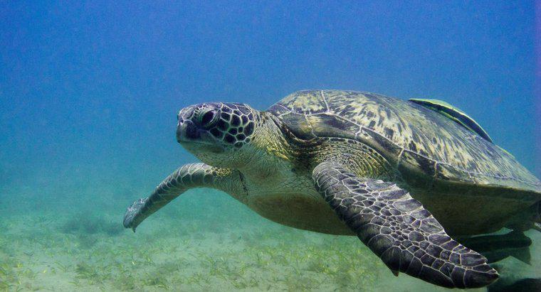 Cât timp pot păstra țestoase subacvatice?