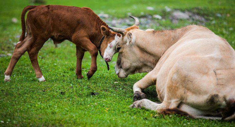 Cât durează o vacă de a avea o vițelă odată gravidă?